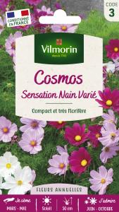 Cosmos Sensation Nain Varié